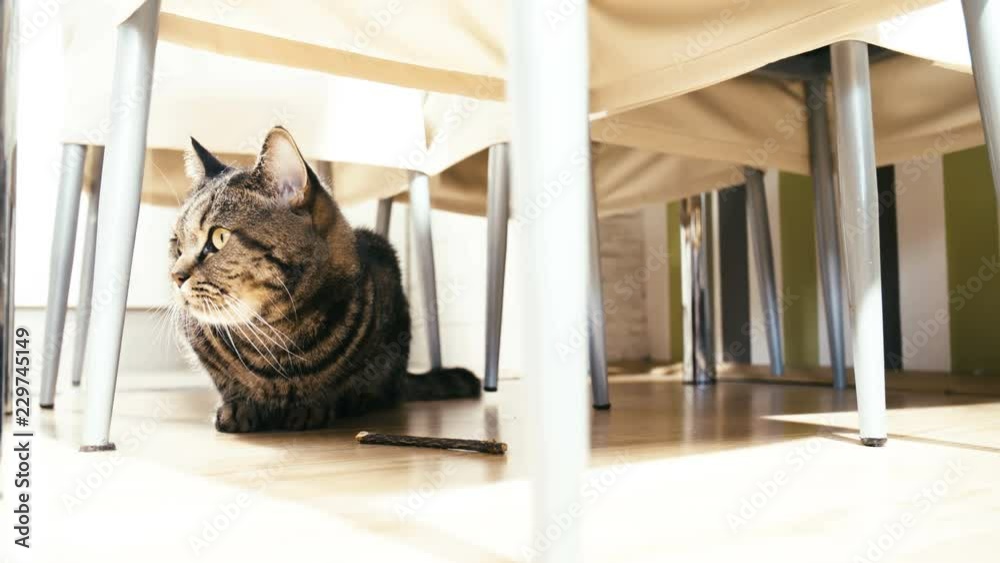 Cat hide under the kitchen table 4K. Low angle wide view of a British