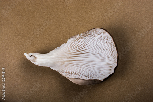 Oyster mushroom or Pleurotus ostreatus mushroom photo