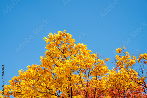 the colourfully colored maple and blue sky