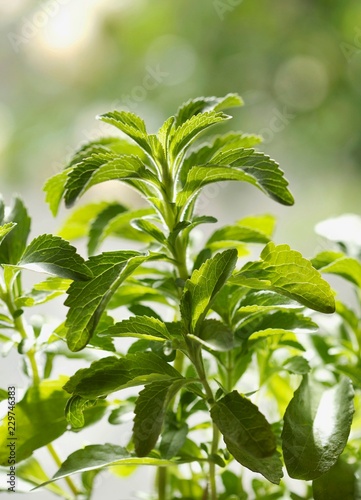A stevia plant photo