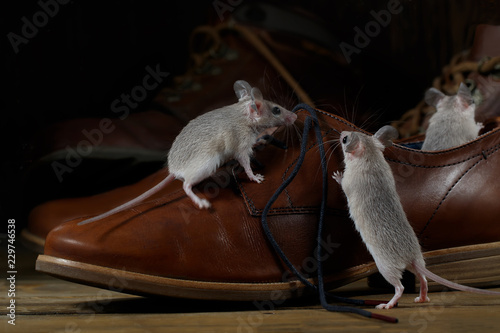 фотографія Close-up three mice and leather brown shoes on the wooden floors inside hallway