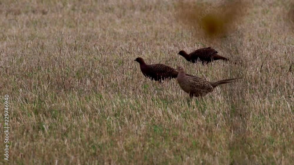 Pheasant Rearing Field ring-necked pheasants, male and female, Phasianus colchicus, walking ...