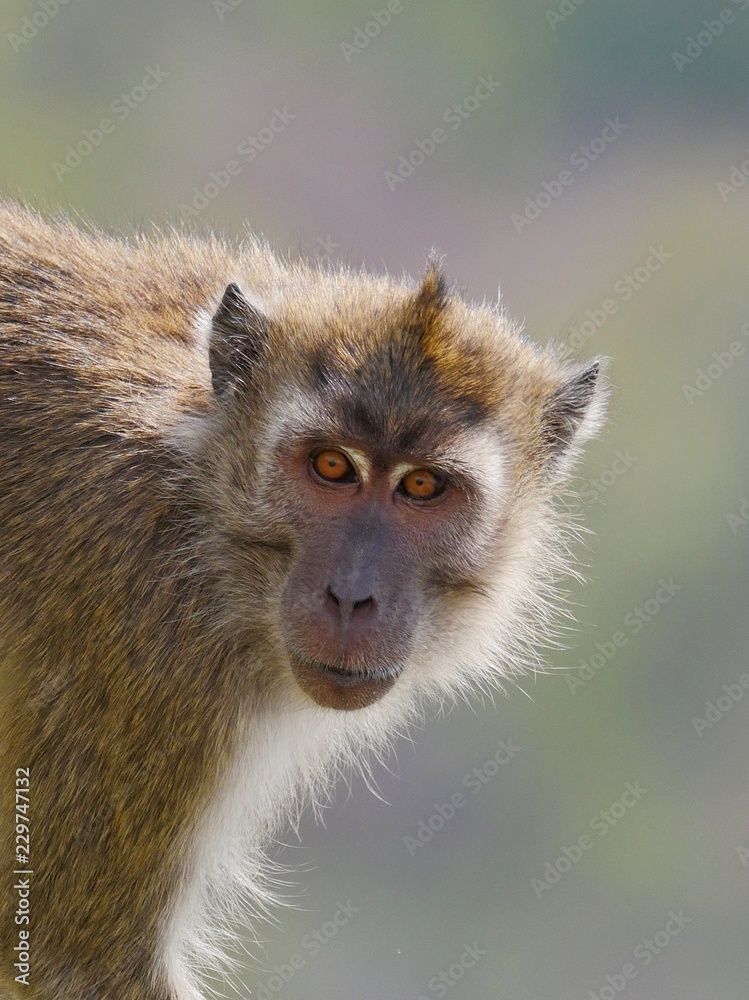 Fototapeta premium Portrait of a monkey