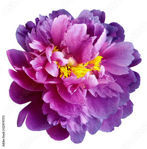 Fototapeta Naklejka Na Ścianę i Meble -  Purple-pink peony flower with yellow stamens on an isolated white background with clipping path. Closeup no shadows. For design.  Nature.