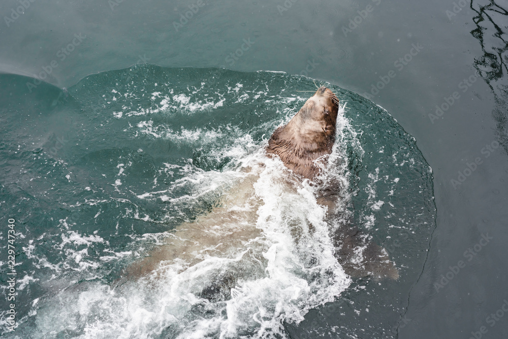Fototapeta premium Sea lion floating in cold water, Kamchatka