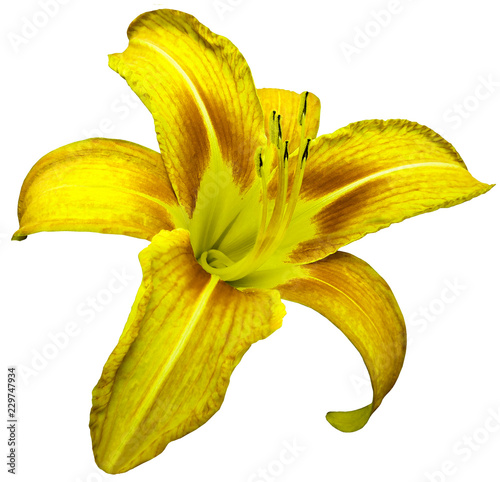 flower isolated yellow lily on white  background no shadows. Closeup.  Nature. photo