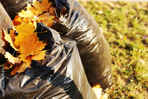 Trash bags with fallen yellow leaves in autumn