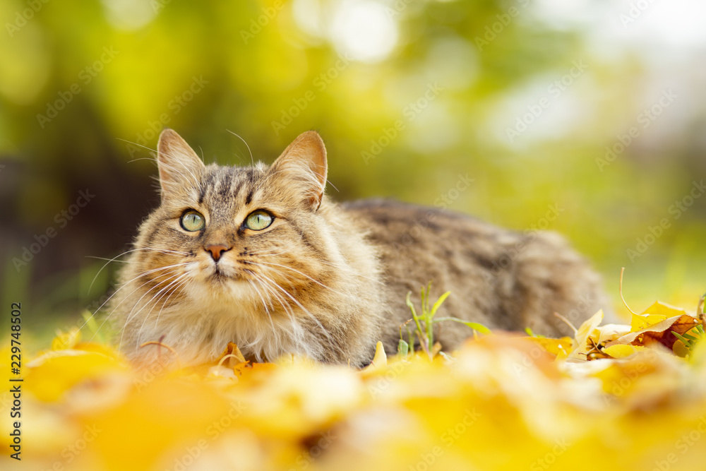 portrait of a Siberian cat lying on the fallen yellow foliage looking ...