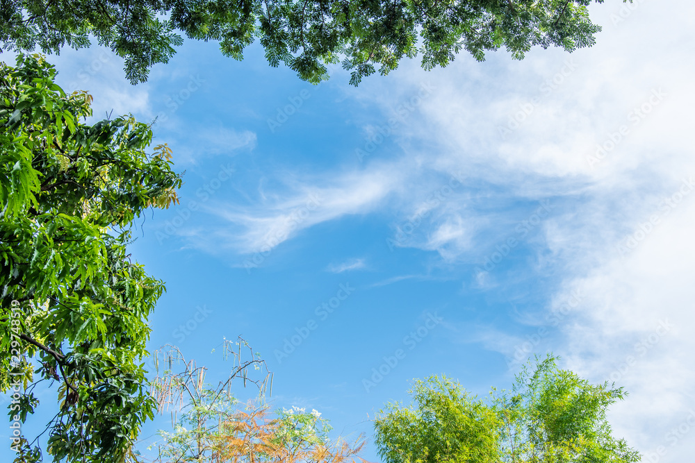 Obraz premium Tree with blue sky.