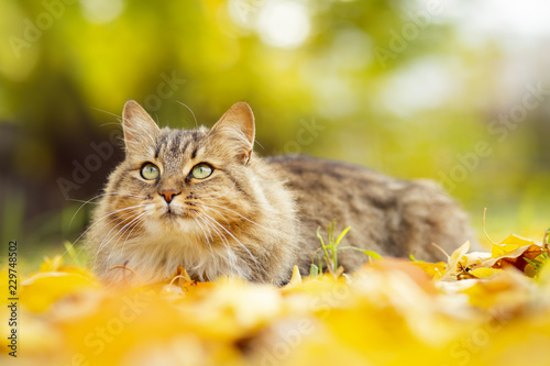 Foto portrait of a Siberian cat lying on the fallen yellow foliage looking up, pet wa