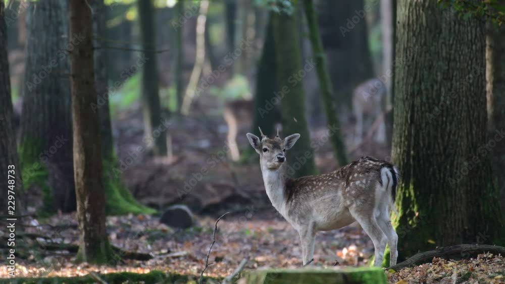 Young fallow buck standing in the forest and look, mating time, autumn, (dama dama), germany Young fallow buck standing in the forest and look, mating time, autumn, (dama dama), germany