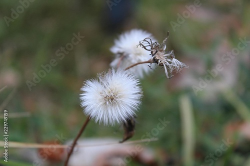 flown autumn dandelion