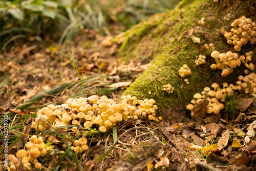 Honey mushrooms at the base of a tree in autumn.