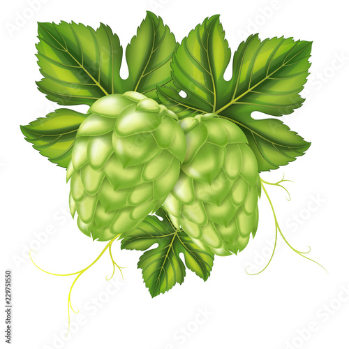 Hops. Vector illustration.