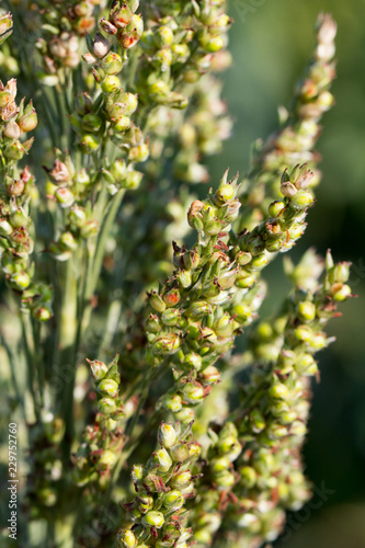 Sorghum - soft dough (closeup)