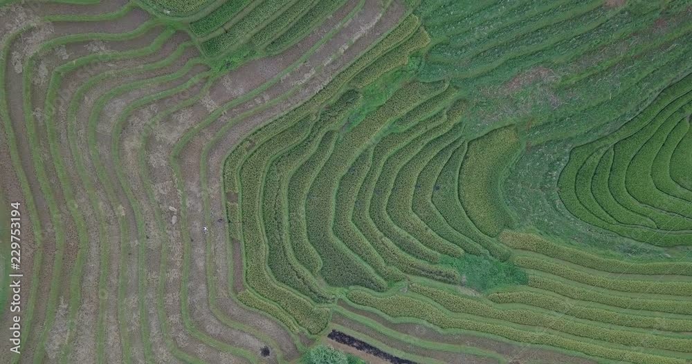 Vietnam landscapes with terraces rice field. Rice fields on terraced of Mu Cang Chai, YenBai. Royalty high-quality free stock video of beautiful terrace rice fields prepare the harvest at Vietnam Vietnam landscapes with terraces rice field. Rice fields on terraced of Mu Cang Chai, YenBai. Royalty high-quality free stock video of beautiful terrace rice fields prepare the harvest at Vietnam