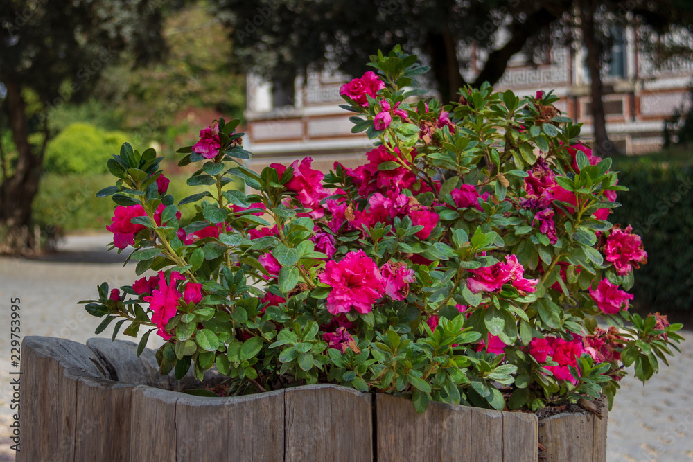 Magenta flowers in a weathered planter made of wood