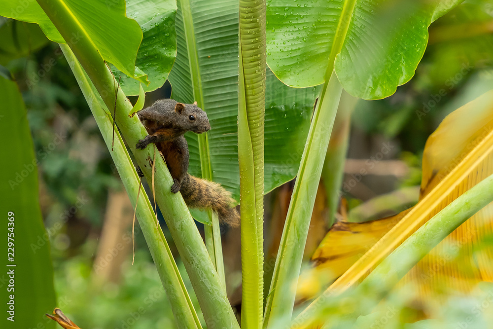 Thai common squirrel on a banana tree