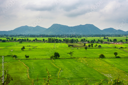 Landscape of field green rice with mountain background