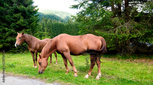 Grazing Animals on Dolomites Meadows, Italy © jovannig