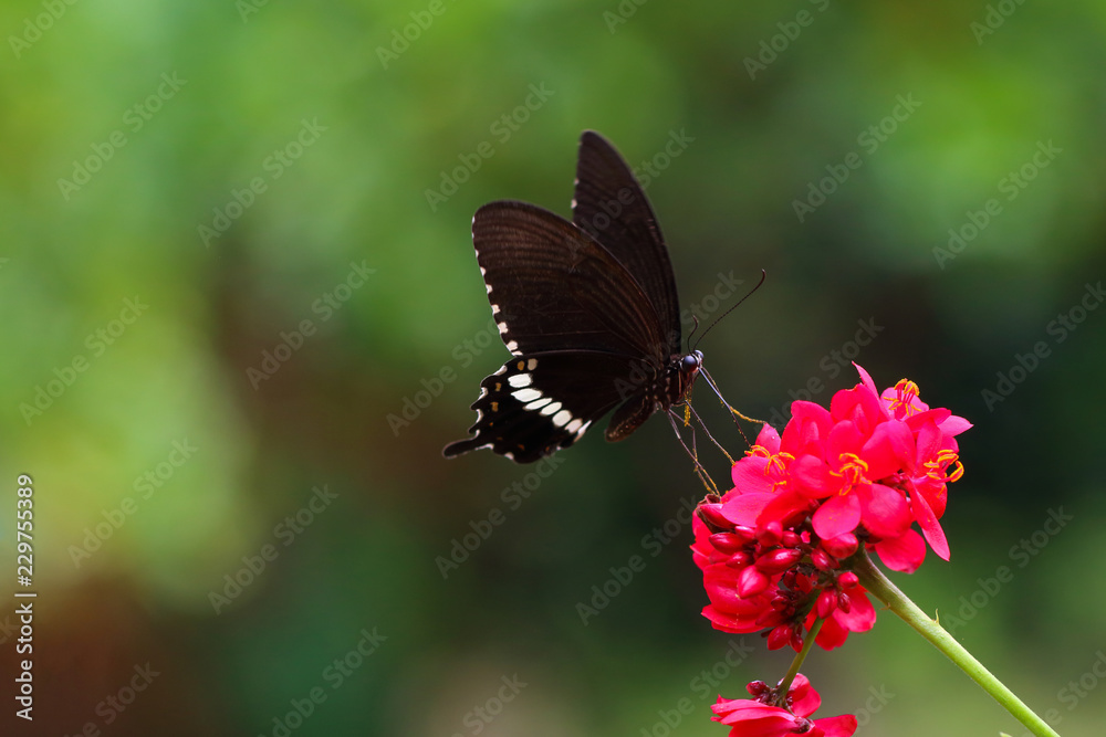 Obraz premium Beautiful color butterfly and flower on green background