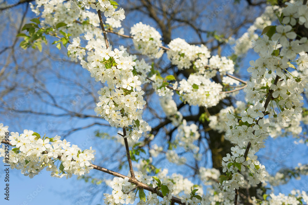Fototapeta premium Kirschblüten im Frühling