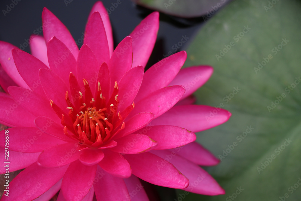 Lotus pink flower blossom flower bright and beautiful in nature background Lotus pink flower blossom flower bright and beautiful in nature background