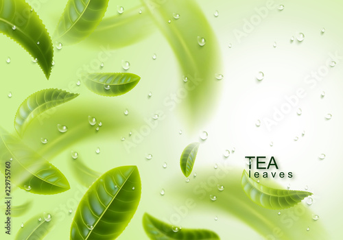 Tea leaves background. Green tea and water drops. Tea leaves whirl in the air. Vector illustration.