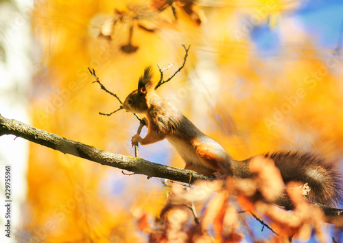 beautiful funny squirrel sits high on a tree in an autumn Park on a backgroun...