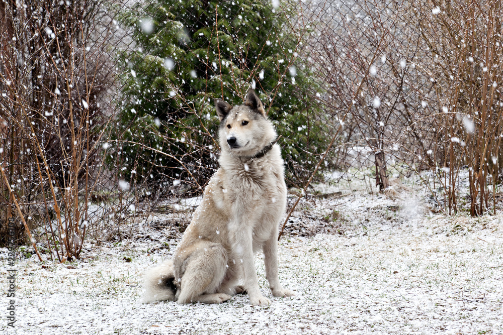 Dog breed West Siberian Laika on nature in heavy snowfall
