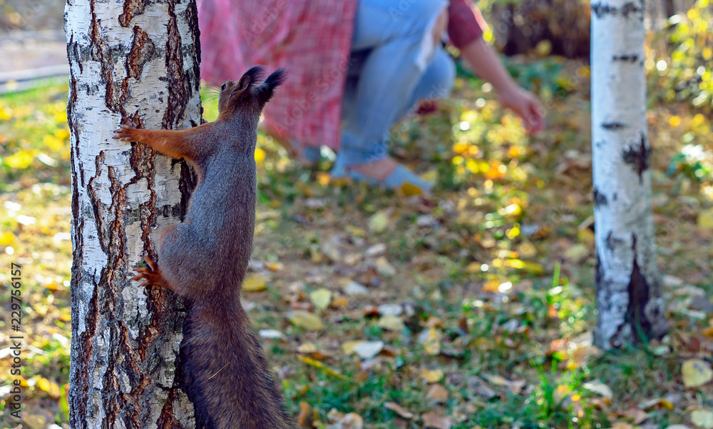 A curious squirrel on a tree looks at people.