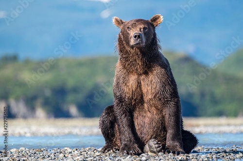 Grizzly bear sitting on riverbank photo