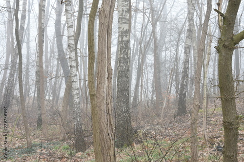 berken, acacia's en eik op mistige winterochtend op een heuvel in de Kruisbergse bossen photo