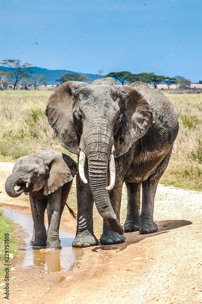 Obraz premium Cow / Mother elephant with baby drinking water on sand road during serengeti trip through safari Tansania / Africa