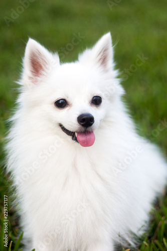 White cute dog outside portrait © Ihor