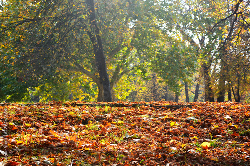 autumn leaves leaves color leaves autumn Leaves in the grass autumn leaves in the grass autumn leaves falling  