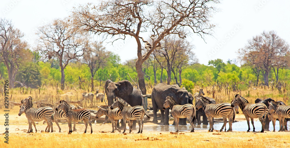 Panoramic view of a waterhole on the Makololo plains with elephants and zebras congregating in the heat - heat haze is visible. Hwange National Park, Zimbabwe - obrazy, fototapety, plakaty 