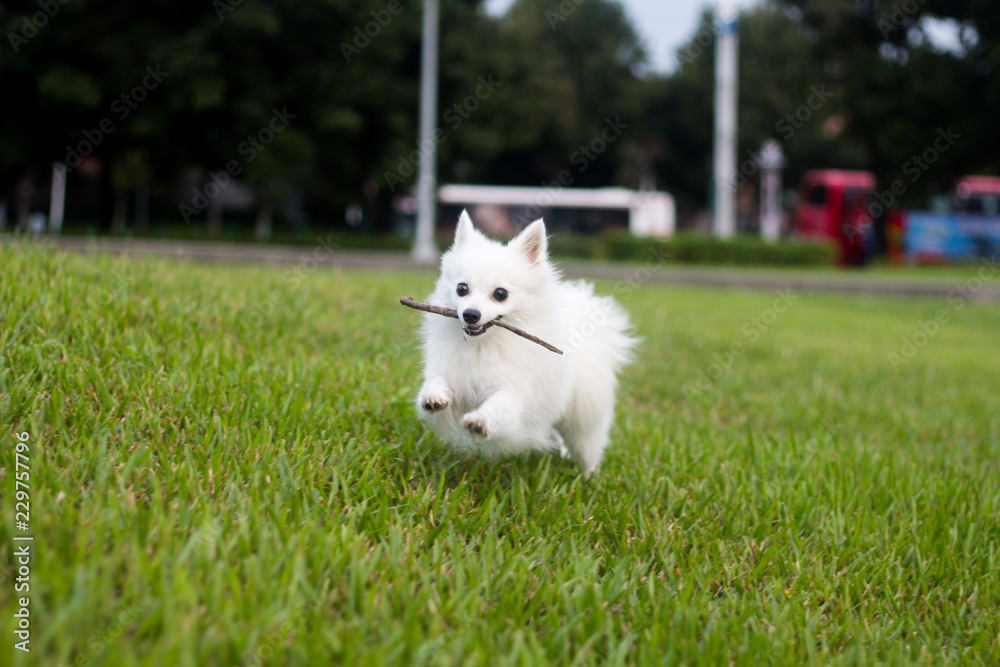 white small pomeranian dog play outside