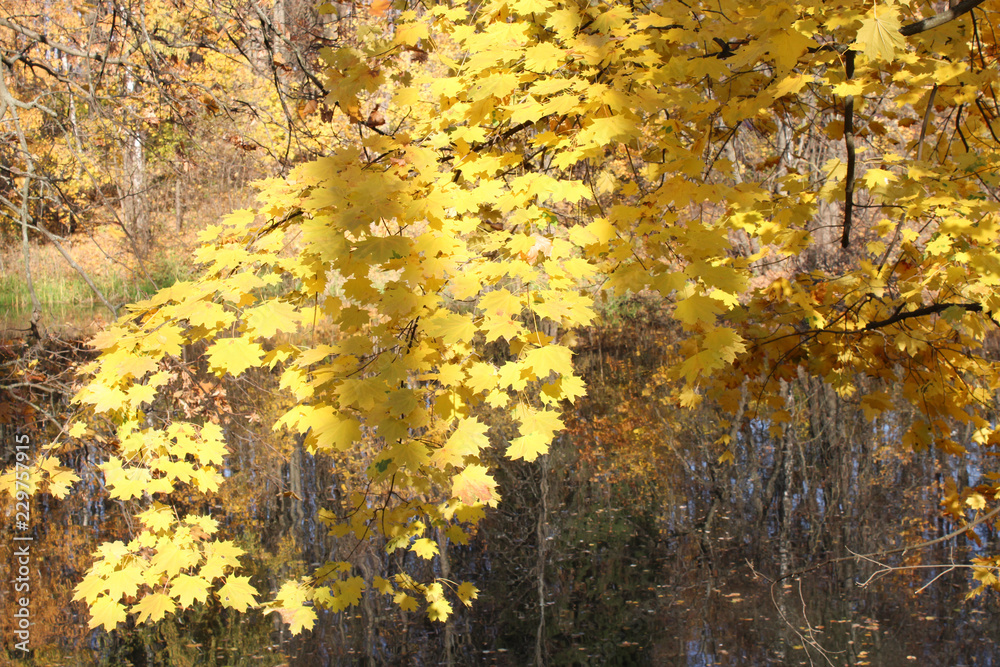 autumn autumn