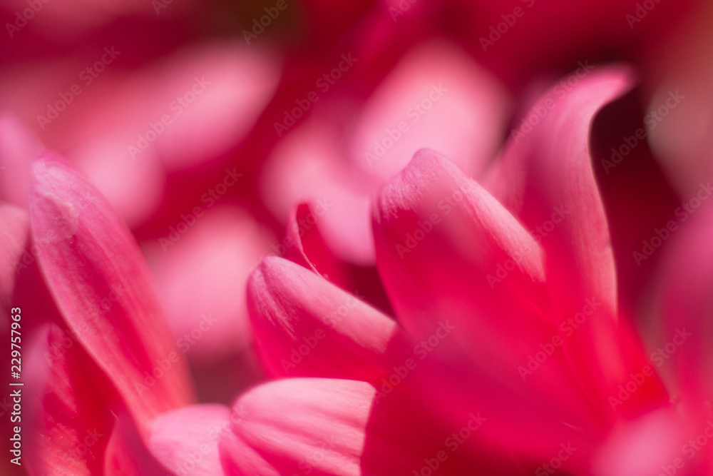 Fototapeta premium closeup of red flower