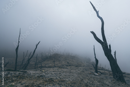 landscape, volcano, forest, dead, mysterious, nature. Indonesia, Java, volcano photo