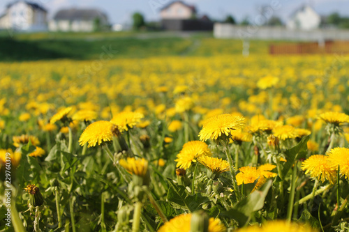 meadow full of dandelions / summer or spring background