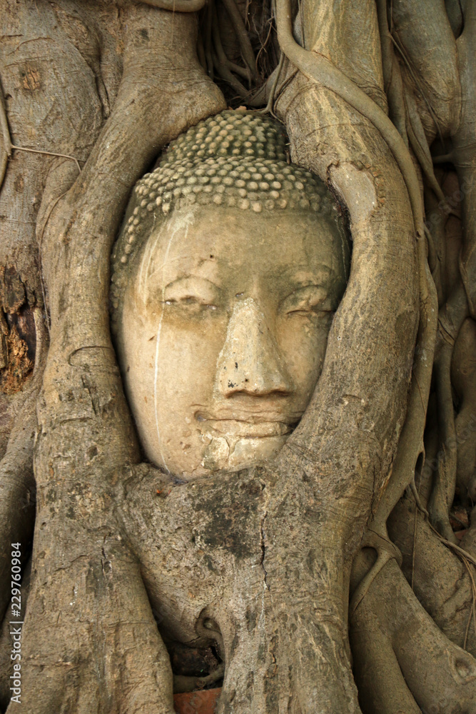 The head of Buddha in Banyan tree, Wat Mahathat, Ayutthaya, Thailand