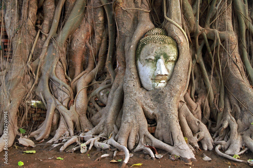 The head of Buddha in Banyan tree, Wat Mahathat, Ayutthaya, Thailand © bayazed