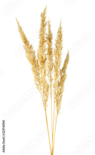 Spikelets of bulrush on a white background