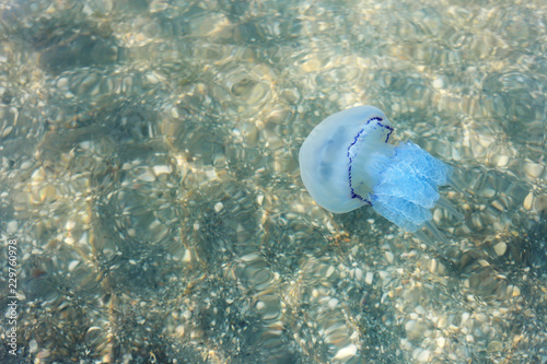 Jellyfish swimming in transparent sea water with bottom background