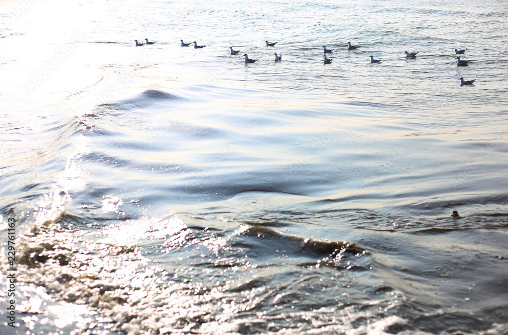 a flock of seagulls floating on the sea waves in the rays of the sun a flock of seagulls floating on the sea waves in the rays of the sun