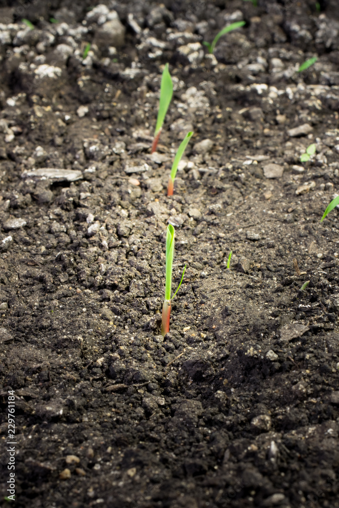 Sorghum - spike seedling Sorghum - spike seedling
