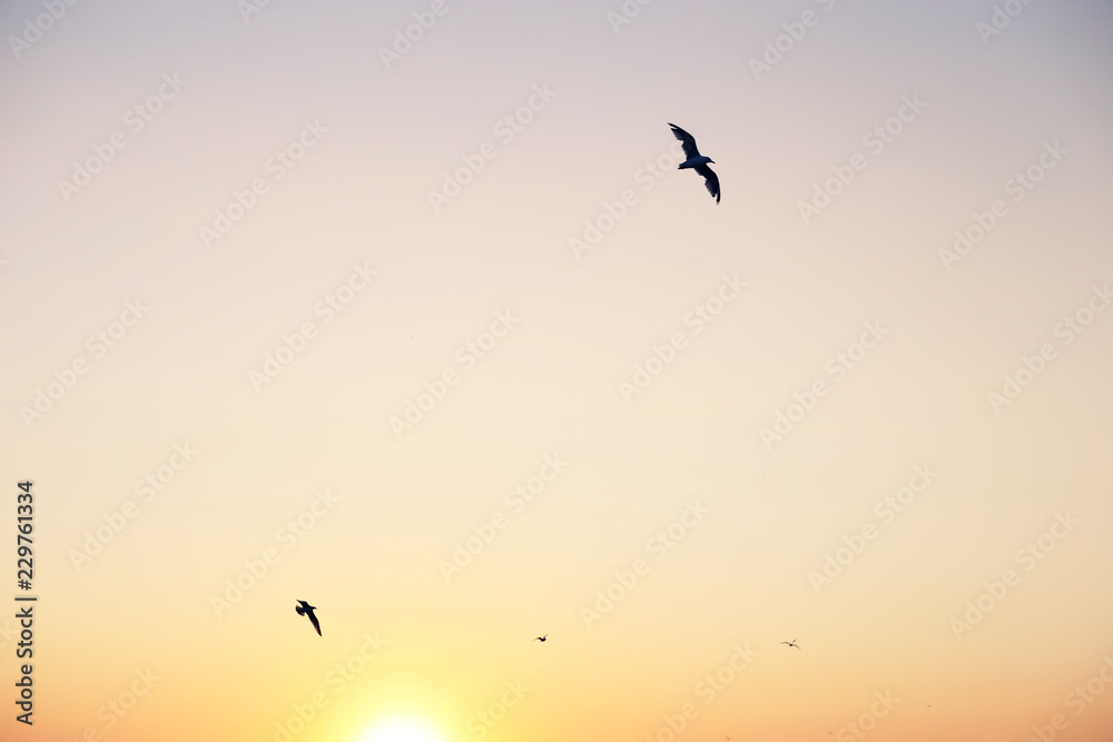 beautiful sunset sky with birds flying silhouettes