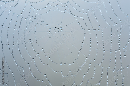 Drops of the water on a spider web